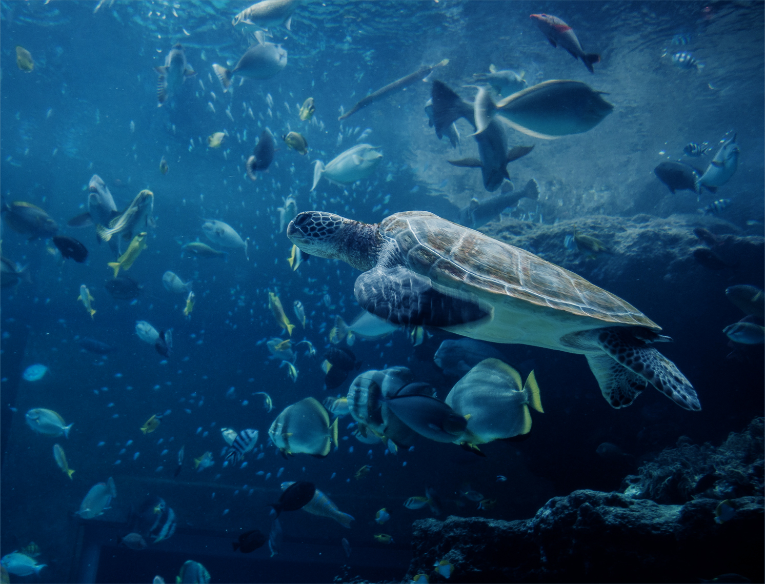 Ocean littered wth plastic
